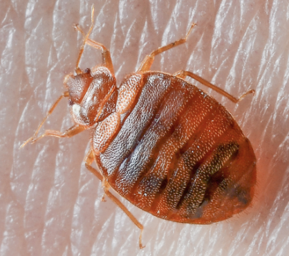 Bedbugs